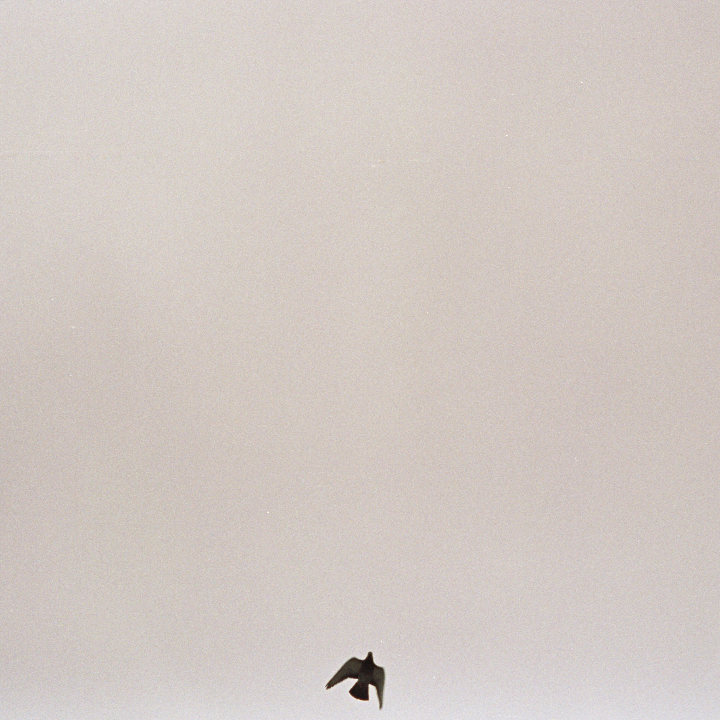 Maverick Sabre - Signs